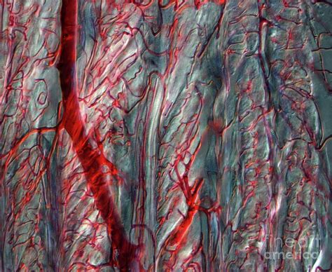 Tongue Blood Vessels Photograph By Ikelos Gmbhdr Christopher B