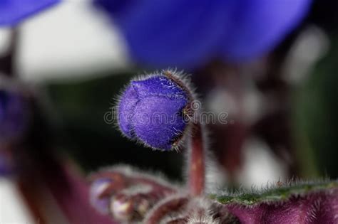 Macro Photo Of A Flower Of An African Violet Stock Image Image Of