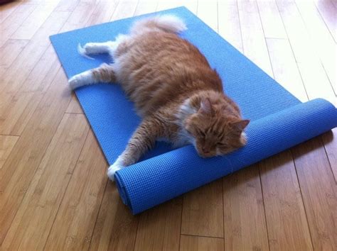 This Yoga Studio Wants To Make Yoga With Cats A Thing Social News Daily