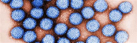 Rotavirus Qué Es Síntomas Y Cómo Se Transmite
