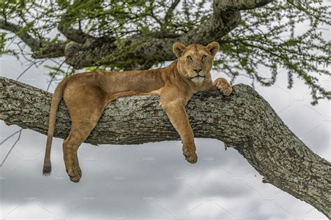African Lioness In A Tree Animal Stock Photos Creative Market