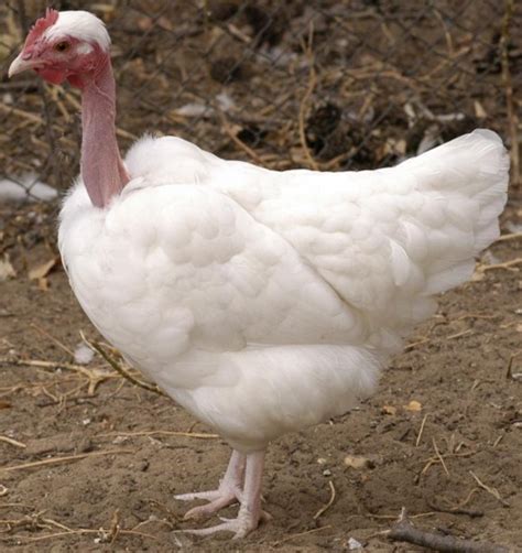 Dissemination Of Knowledge White Transylvanian Naked Neck Chicken Breed