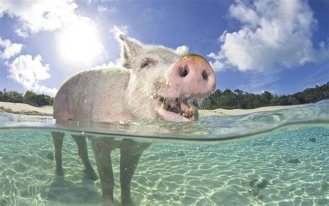 Swim With The Pigs In The Bahamas How Domestic Swine Became Big