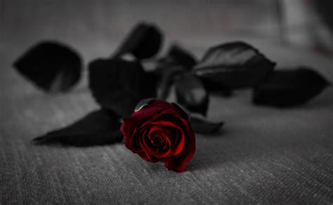 red rose  black leaves  grey textile  stock photo