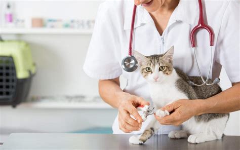While on average, routine annual veterinary care might cost between $200 to $400 for dogs and for example, if you learn your cat has diabetes, it might cost $300 just for your vet to be able to properly. National Take Your Cat to the Vet Day 2019 - National ...