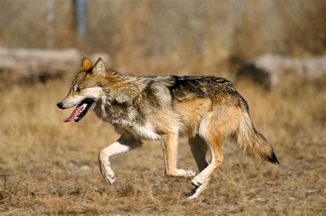 Restore Mexican Gray Wolf Population In Texas Mexican Gray Wolf Wolf