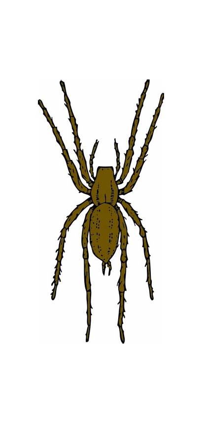 Spider Cartoon Spiders Clip Brown Clipart Arachnid