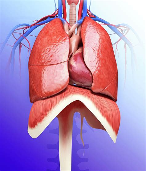Human Respiratory System Photograph By Pixologicstudio