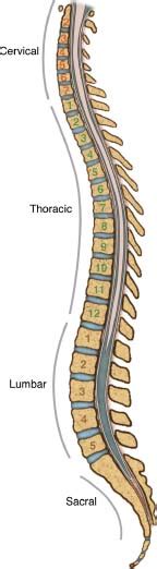 Anatomy Of The Spine And Spinal Cord Neupsy Key
