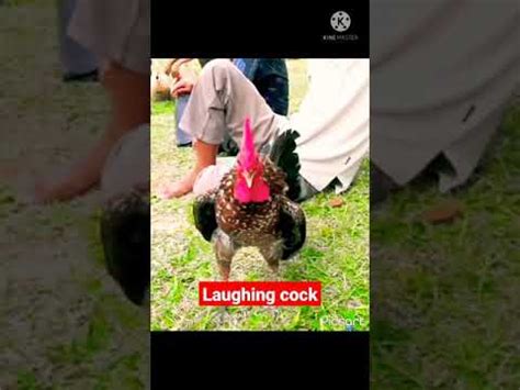 Laughing Cock Shorts YouTube