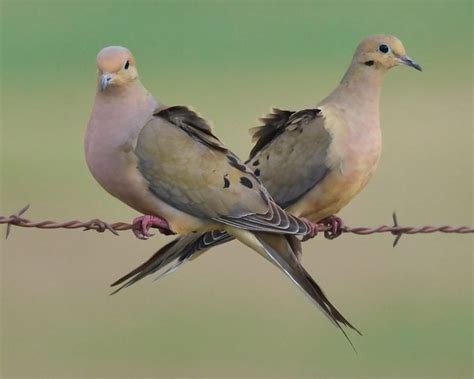 13 Fascinating Mourning Dove Facts Birds And Blooms