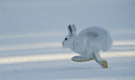 Snowshoe Hare By Dan Newcomb Arctic Hare Snowshoe Hare Rabbit