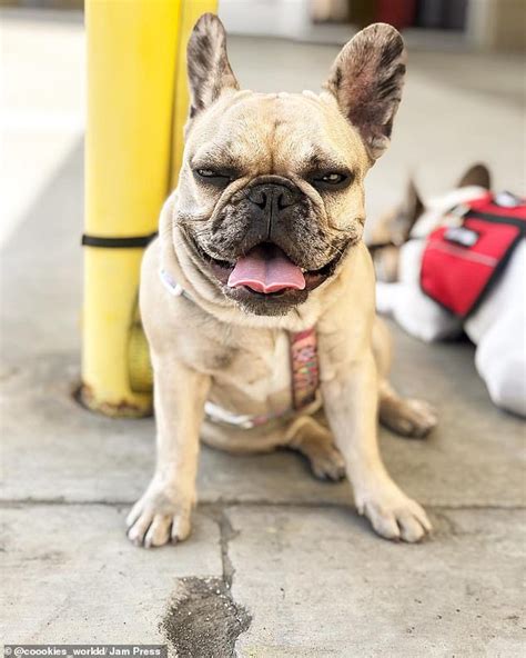 Genetic welfare problems of companion animals: Heroic pet owner dives into pool to save French bulldog ...