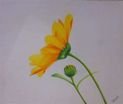 Portrait drawing in colored pencil art gallery i love to draw in colored pencil! Flower Color Pencil Drawing at GetDrawings | Free download