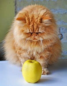 Moreover, many types of uncooked beans contain. Can Cats Eat Apples And Their Seeds?