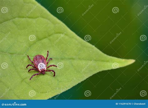Danger Of Tick Bite Parasite Mite Sitting On A Green Leaf Stock Photo