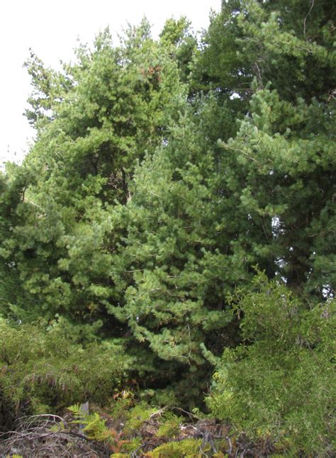 Pine Trees In Illinois The 6 Best Types You Should Admire