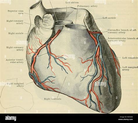 Cunningham De Libro De Texto De Anatomía Anatomía 872 El Sistema