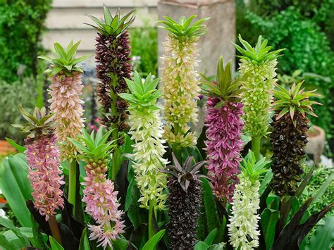 How To Grow And Care For Pineapple Lilies World Of Flowering Plants