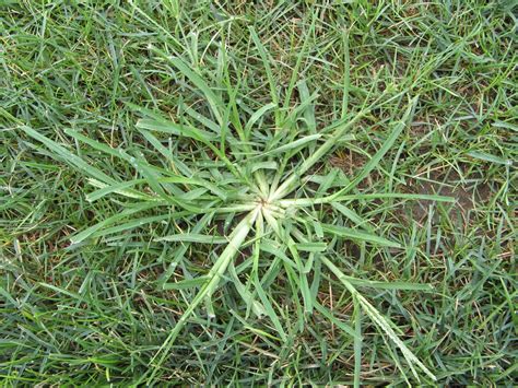 Purdue Turf Tips Weed Of The Month For July 2013 Is Goosegrass