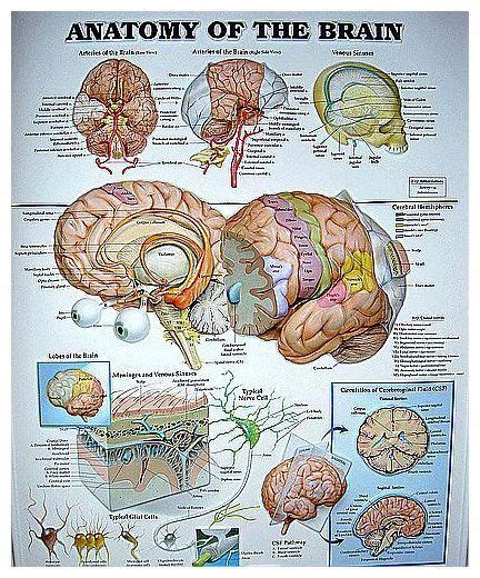 Subconscious Mind Brain Anatomy Anatomy Anatomy And Physiology