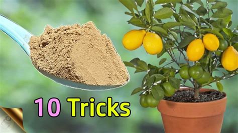 How To Fertilize Lemon Tree Simple Tips For Optimal Growth My Heart