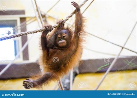 Little Orangutan Stock Image Image Of Kalimantan Great 163409025