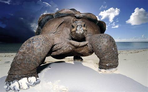 The largest (heaviest & longest) turtles - Top 10 | DinoAnimals.com