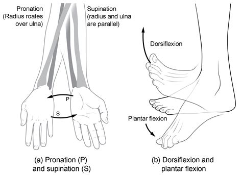 Types Of Body Movements Anatomy And Physiology I Course Hero