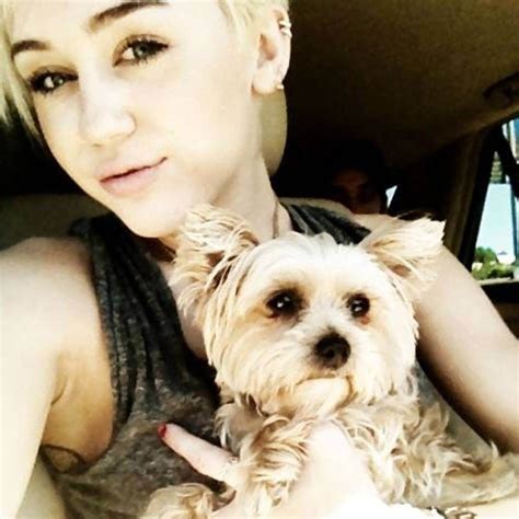 18 Celebrities With Yorkshire Terriers Miley Miley Cyrus Cyrus