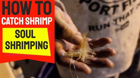 How To Catch Shrimp Extreme Soul Shrimping YouTube