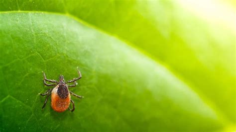 New Tick Borne Disease Discovered In China Infecting Dozens