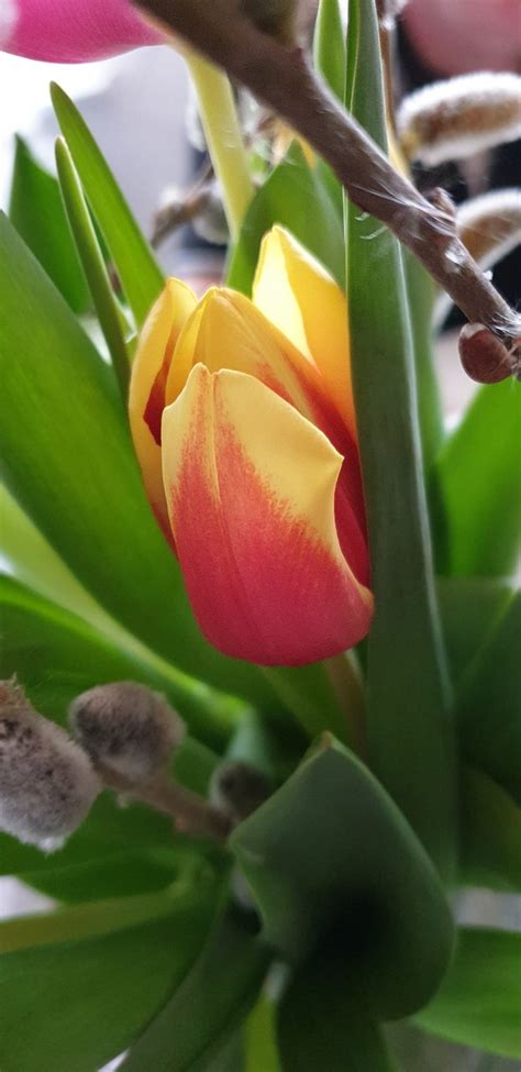 Tulip Spring Colorful Free Photo On Pixabay Pixabay