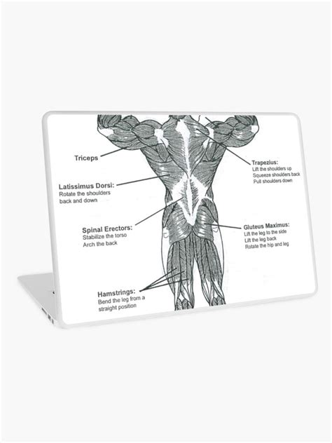 Muscle Chart Back Leg Back Muscle Chart By Badfish81 On Deviantart