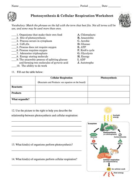 Photosynthesis And Cellular Respiration Worksheet Fill And Sign