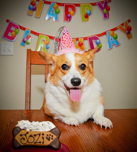 Maybe a garden or a poolside or a restaurant! feliz cumpleanos corgi dogs - Google Search | Dog birthday ...