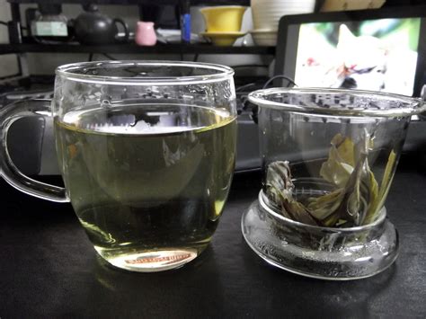 苦丁茶（一葉茶）の薬効・効果 大人の発達障害と向き合う静葉ちゃんの試験室