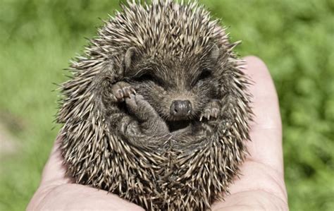 Sleb Safari: Have you lost an African Pygmy Hedgehog? - The Irish News