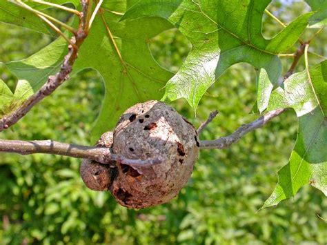 4 common apple tree diseases. Gouty, horned and other twig galls
