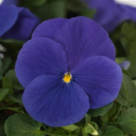 Pansy Seeds Pansy Matrix True Blue 25 Seeds Extra Large Flowers Etsy