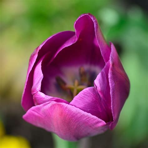 Selective Focus Photography Purple Petal Flower Tulip Flower