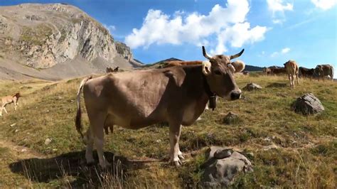 Sonido De La Vaca Mugiendo Natural Sonido De La Vaca Montañera 🐄