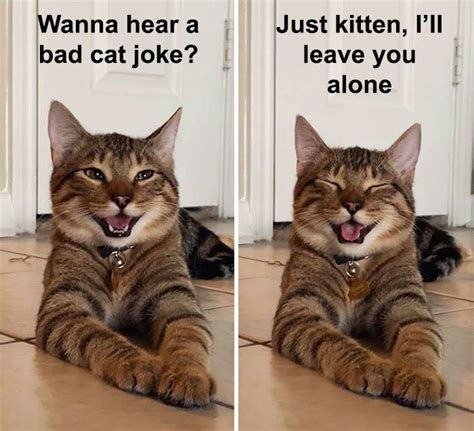 Cat Meme Joke