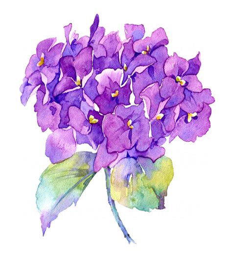 Watercolour Painting Purple Hydrangea Handmade Wall Art Flower Print