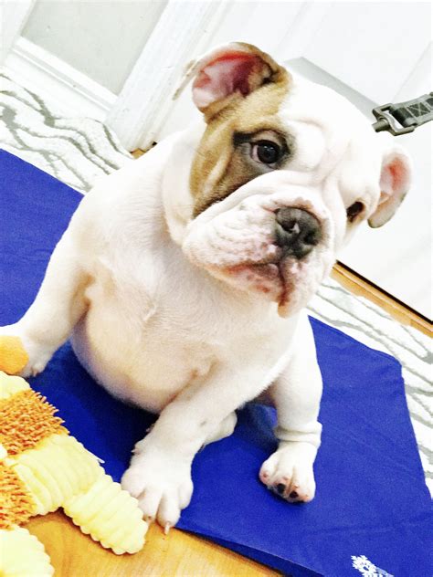 Bubba Sir Winston. English Bulldog puppy. Love! Bulldog Puppies