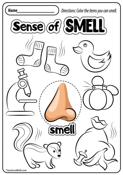 Free Five Senses Worksheets Five Senses Worksheet