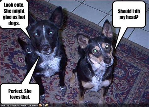 hotdog blue heeler page  funny dog pictures dog memes puppy pictures