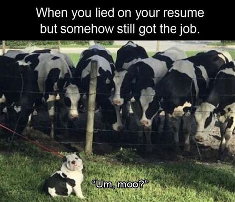 Animals Who Lied On Their Resume But Still Got The Job Memes