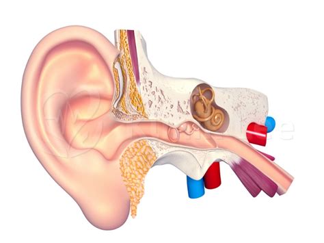 Use our locator to find the nearest aia offices, aia customer centres, panel clinics & platinum hospitals. Klinik Lee | Bukit Indah | Johor Bahru :: Panel Clinic ...