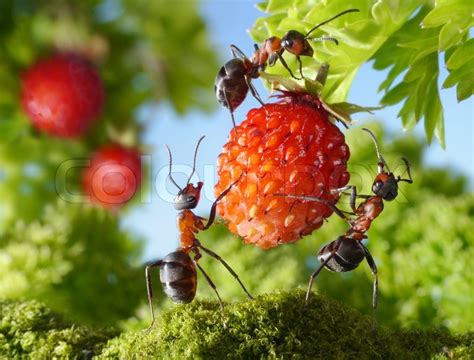 Team Of Ants Gathering Strawberry Agriculture Teamwork Stock Photo